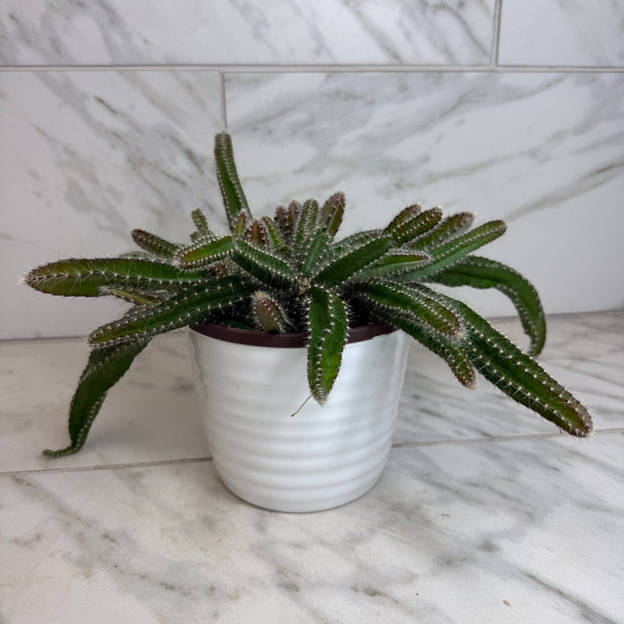 The Plant Farm® Houseplants Selenicereus Dog Tail Cactus, 6" Plant