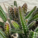 The Plant Farm® Houseplants Selenicereus Dog Tail Cactus, 6" Plant