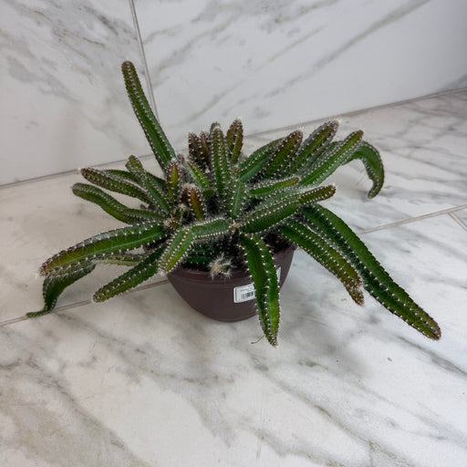 The Plant Farm® Houseplants Selenicereus Dog Tail Cactus, 6" Plant