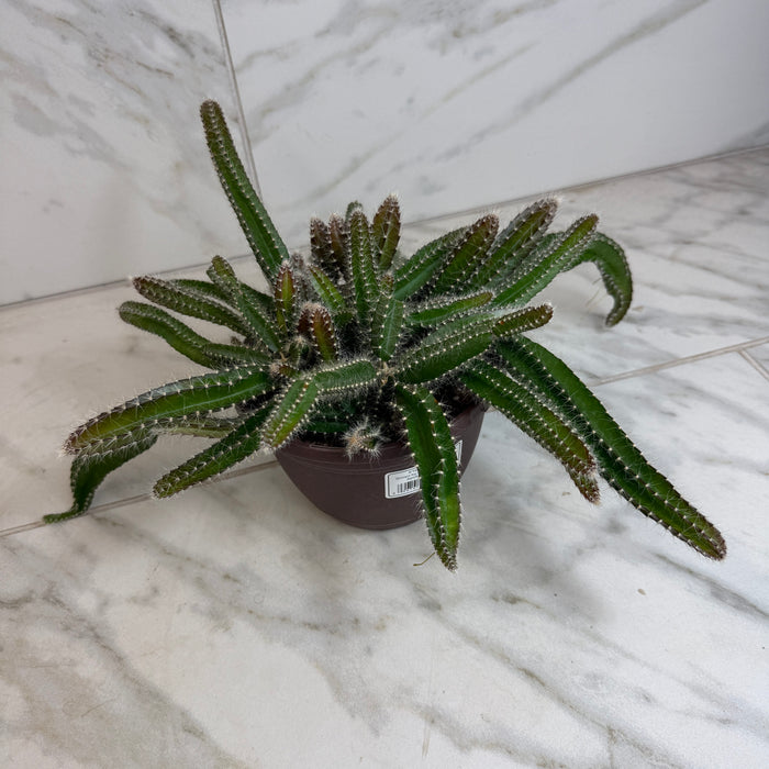 The Plant Farm® Houseplants Selenicereus Dog Tail Cactus, 6" Plant
