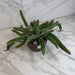 The Plant Farm® Houseplants Selenicereus Dog Tail Cactus, 6" Plant