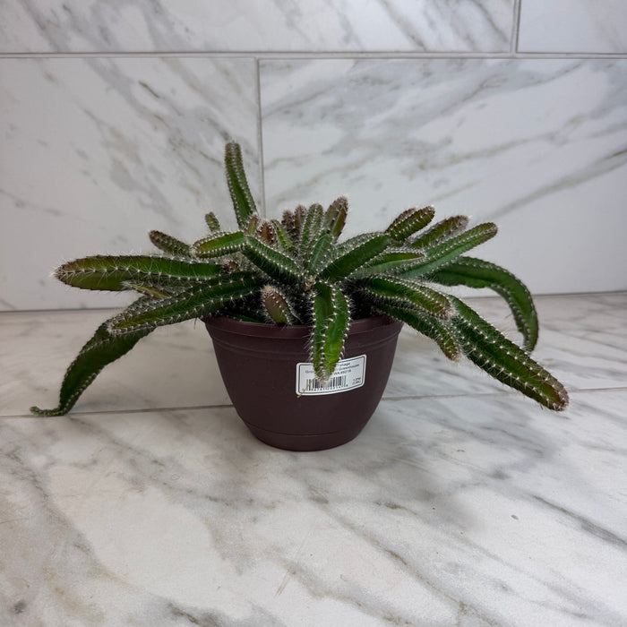The Plant Farm® Houseplants Selenicereus Dog Tail Cactus, 6" Plant