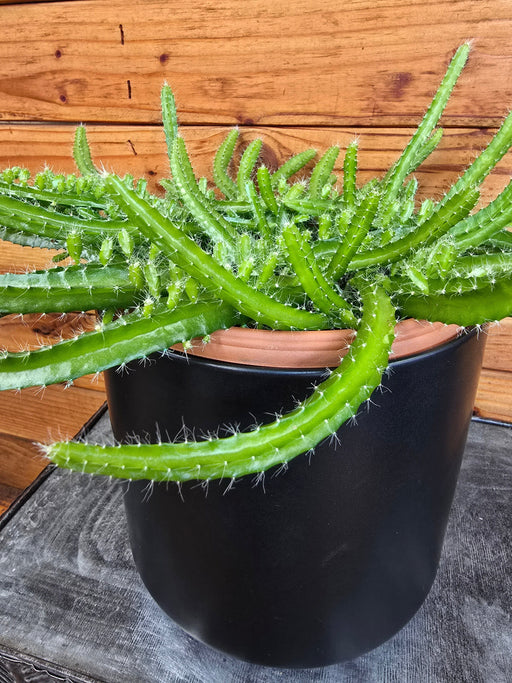 The Plant Farm® Houseplants Selenicereus Dog Tail Cactus, 6" Plant