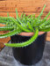 The Plant Farm® Houseplants Selenicereus Dog Tail Cactus, 6" Plant