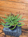 The Plant Farm® Houseplants Selenicereus Dog Tail Cactus, 6" Plant