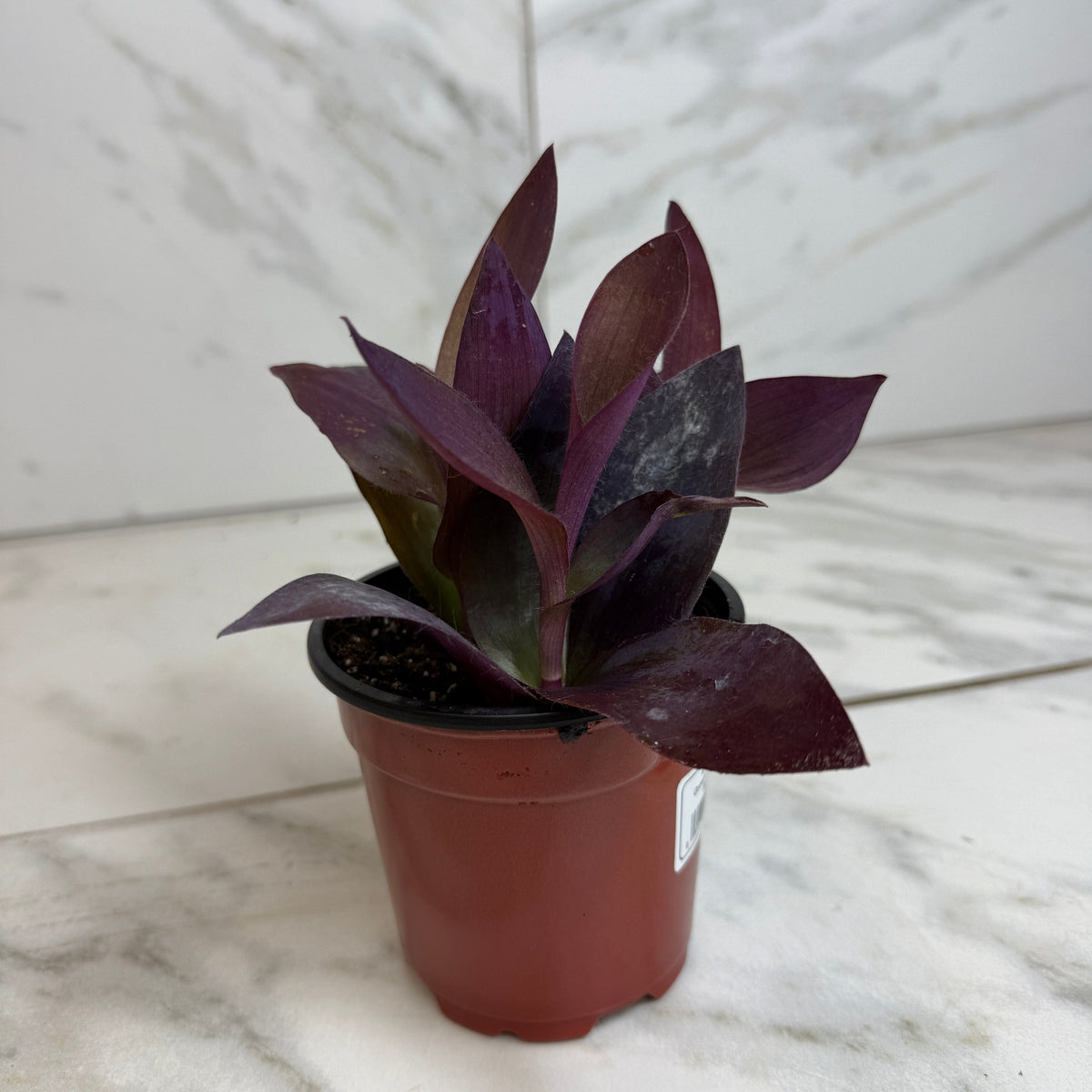297★train鉢purple モルタル雑貨　（お任せ植物付き）377 the-plant-farm-houseplants-