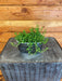 The Plant Farm® Houseplants Silver Pilea Green Baby Tears, Trough Planter
