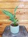 The Plant Farm® Houseplants Spathiphyllum Domino, 4" Plant
