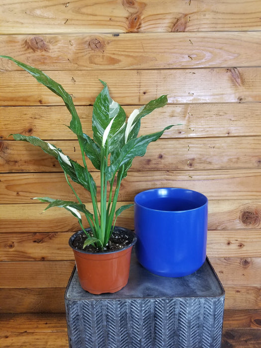 The Plant Farm® Houseplants Spathiphyllum Domino Gift Set - Blue Pot, 6" Plant