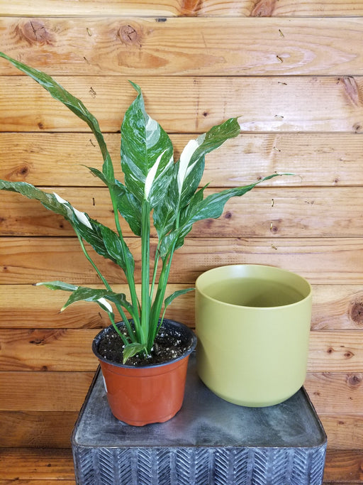 The Plant Farm® Houseplants Spathiphyllum Domino Gift Set - Dijon Green Pot, 6" Plant