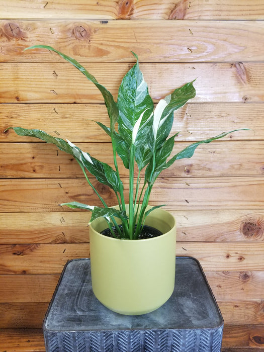 The Plant Farm® Houseplants Spathiphyllum Domino Gift Set - Dijon Green Pot, 6" Plant