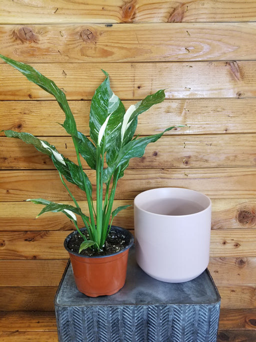 The Plant Farm® Houseplants Spathiphyllum Domino Gift Set - Pink Pot, 6" Plant