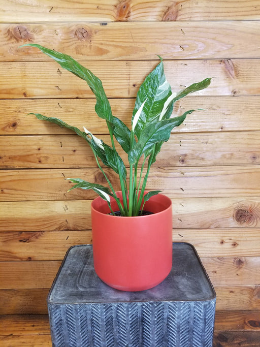 The Plant Farm® Houseplants Spathiphyllum Domino Gift Set - Red Pot, 6" Plant