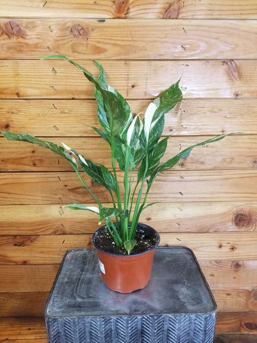 The Plant Farm® Houseplants Spathiphyllum Domino Gift Set - Red Pot, 6" Plant