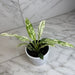 The Plant Farm® Houseplants Spathiphyllum Sensation, 4" Plant