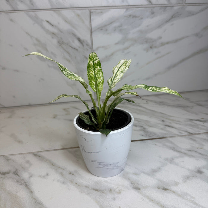 The Plant Farm® Houseplants Spathiphyllum Sensation, 4" Plant