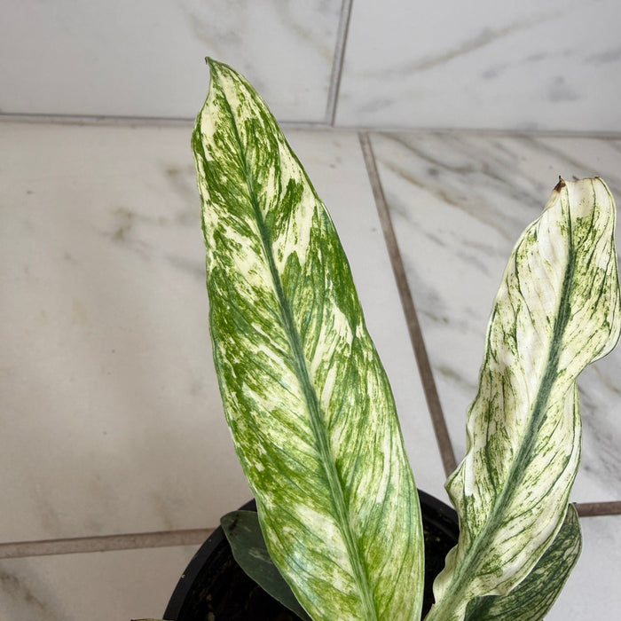 The Plant Farm® Houseplants Spathiphyllum Sensation, 4" Plant