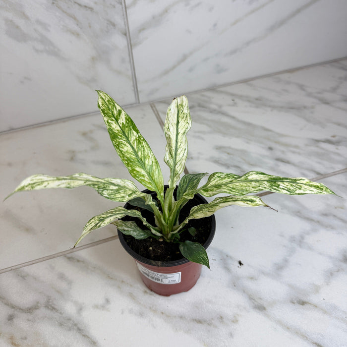 The Plant Farm® Houseplants Spathiphyllum Sensation, 4" Plant