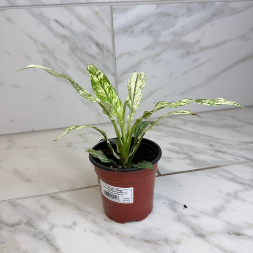 The Plant Farm® Houseplants Spathiphyllum Sensation, 4" Plant