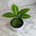 The Plant Farm® Houseplants Spathiphyllum Silver Streak, 4" Plant
