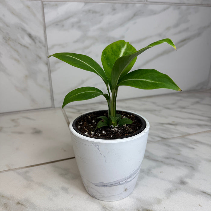 The Plant Farm® Houseplants Spathiphyllum Silver Streak, 4" Plant