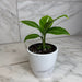 The Plant Farm® Houseplants Spathiphyllum Silver Streak, 4" Plant