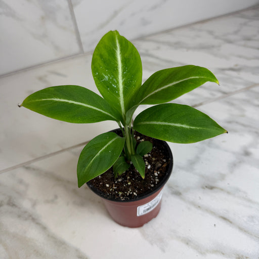 The Plant Farm® Houseplants Spathiphyllum Silver Streak, 4" Plant