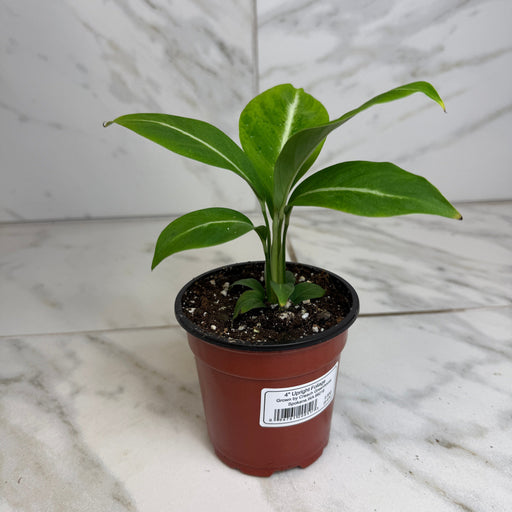 The Plant Farm® Houseplants Spathiphyllum Silver Streak, 4" Plant