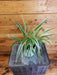The Plant Farm® Houseplants Spider Plant Gift Set! Get all 3 - Chlorophytum Bonnie Green, Chlorophytum Ocean, and Chlorophytum Variegated 4" Plant
