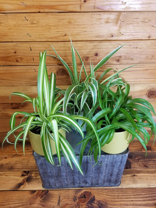 The Plant Farm® Houseplants Spider Plant Gift Set! Get all 3 - Chlorophytum Bonnie Green, Chlorophytum Ocean, and Chlorophytum Variegated 4" Plant