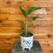 The Plant Farm® Houseplants Strelitzia Bird of Paradise White, 6" Plant