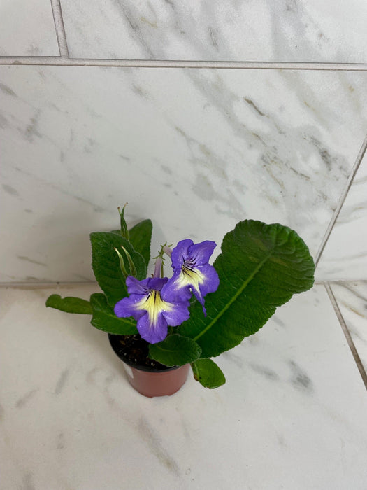 The Plant Farm® Houseplants Streptocarpus Blue White Center, 4" Plant