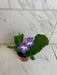 The Plant Farm® Houseplants Streptocarpus Blue White Center, 4" Plant