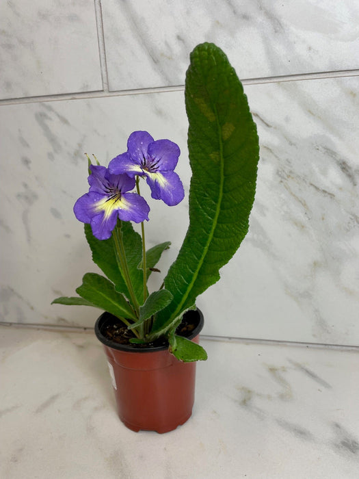 The Plant Farm® Houseplants Streptocarpus Blue White Center, 4" Plant