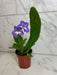 The Plant Farm® Houseplants Streptocarpus Blue White Center, 4" Plant