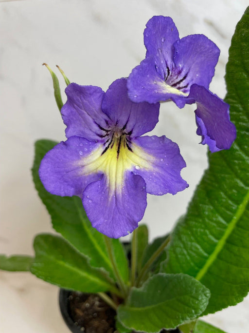 The Plant Farm® Houseplants Streptocarpus Blue White Center, 4" Plant