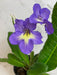 The Plant Farm® Houseplants Streptocarpus Blue White Center, 4" Plant