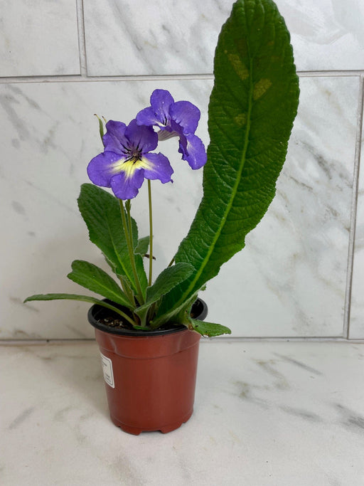 The Plant Farm® Houseplants Streptocarpus Blue White Center, 4" Plant