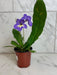The Plant Farm® Houseplants Streptocarpus Blue White Center, 4" Plant