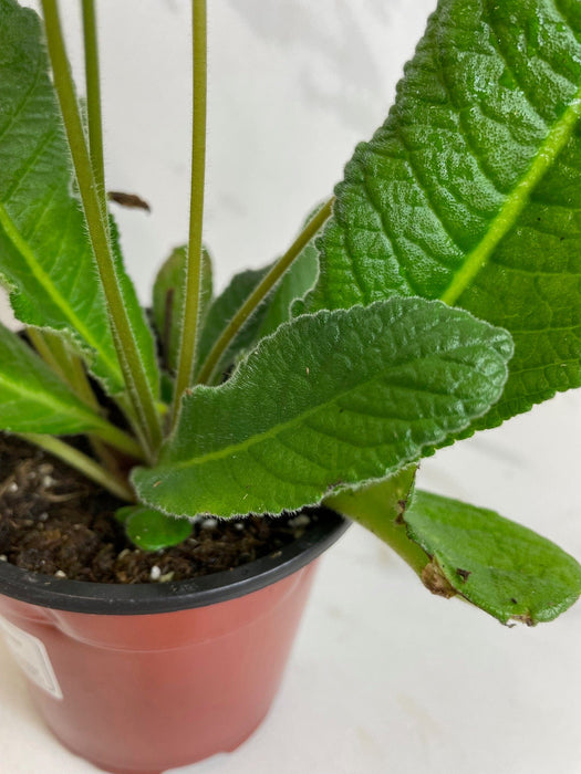The Plant Farm® Houseplants Streptocarpus Blue White Center, 4" Plant