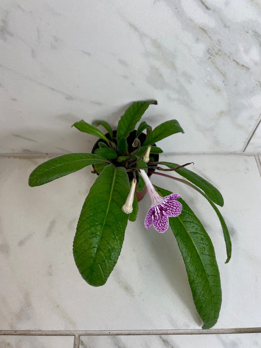 The Plant Farm® Houseplants Streptocarpus Cherry Ice, 4" Plant