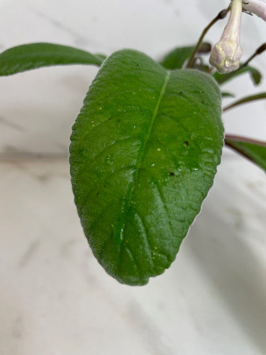 The Plant Farm® Houseplants Streptocarpus Cherry Ice, 4" Plant