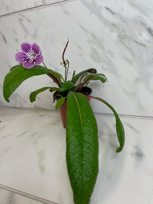 The Plant Farm® Houseplants Streptocarpus Cherry Ice, 4" Plant