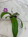 The Plant Farm® Houseplants Streptocarpus Cherry Ice, 4" Plant