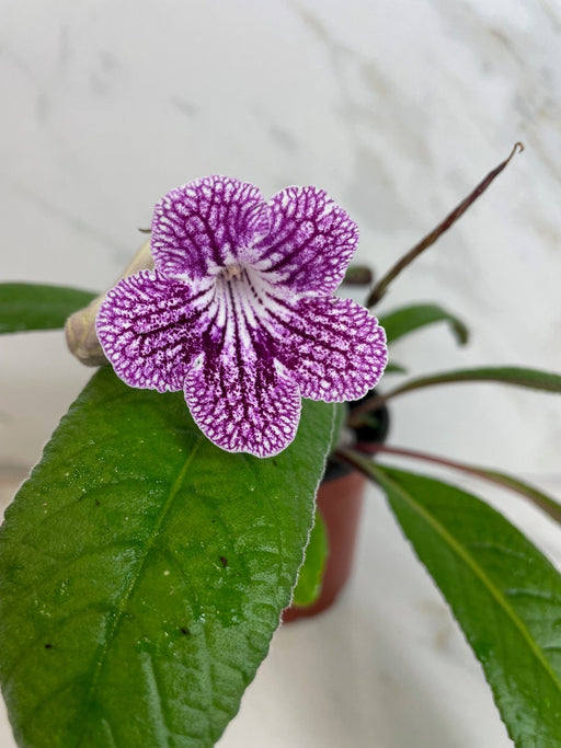 The Plant Farm® Houseplants Streptocarpus Cherry Ice, 4" Plant