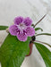 The Plant Farm® Houseplants Streptocarpus Cherry Ice, 4" Plant