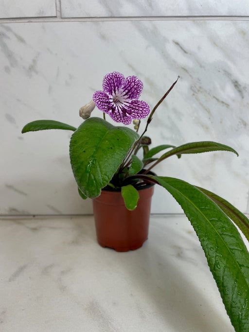 The Plant Farm® Houseplants Streptocarpus Cherry Ice, 4" Plant