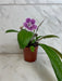 The Plant Farm® Houseplants Streptocarpus Cherry Ice, 4" Plant