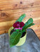 The Plant Farm® Houseplants Streptocarpus Deep Red Bicolor, 4" Plant