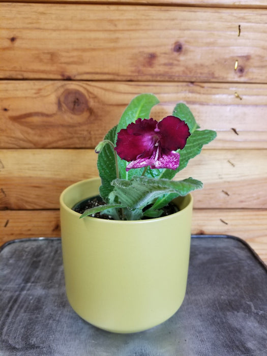The Plant Farm® Houseplants Streptocarpus Gift Set! Get all 4 - Azure, Red Bicolor, White Ice, and Yellow Pink Cap, 4" Plant